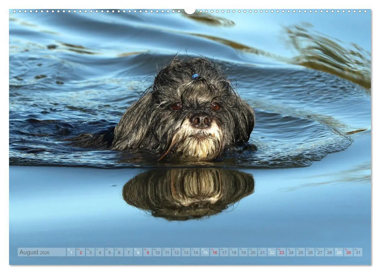 Bild: 9783457765890 | Tibet Terrier Theo (Wandkalender 2026 DIN A2 quer), CALVENDO...