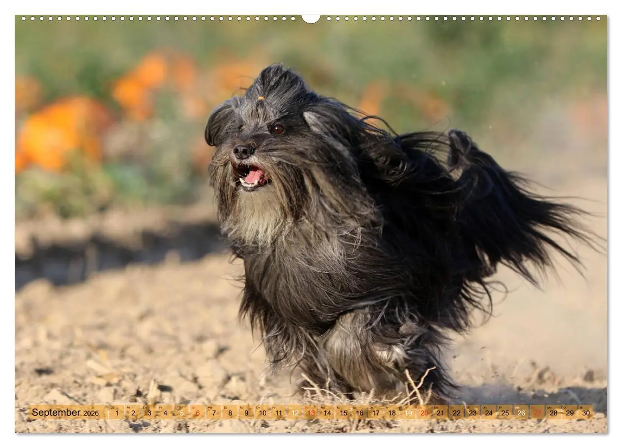 Bild: 9783457765890 | Tibet Terrier Theo (Wandkalender 2026 DIN A2 quer), CALVENDO...