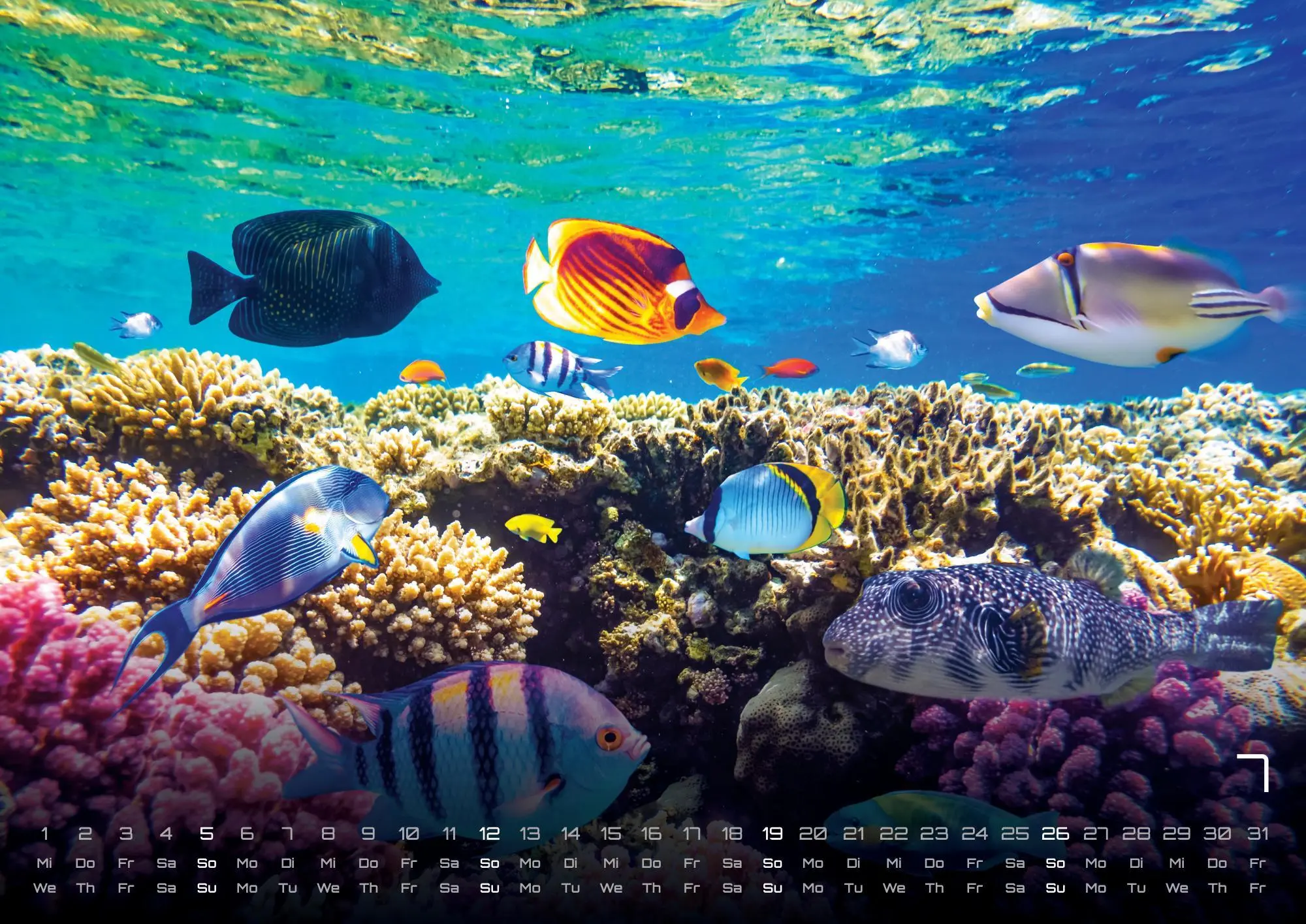 Bild: 9783986735890 | Sealife - verborgene Tiefen - 2026 - Kalender DIN A2 | GP-Fever. de