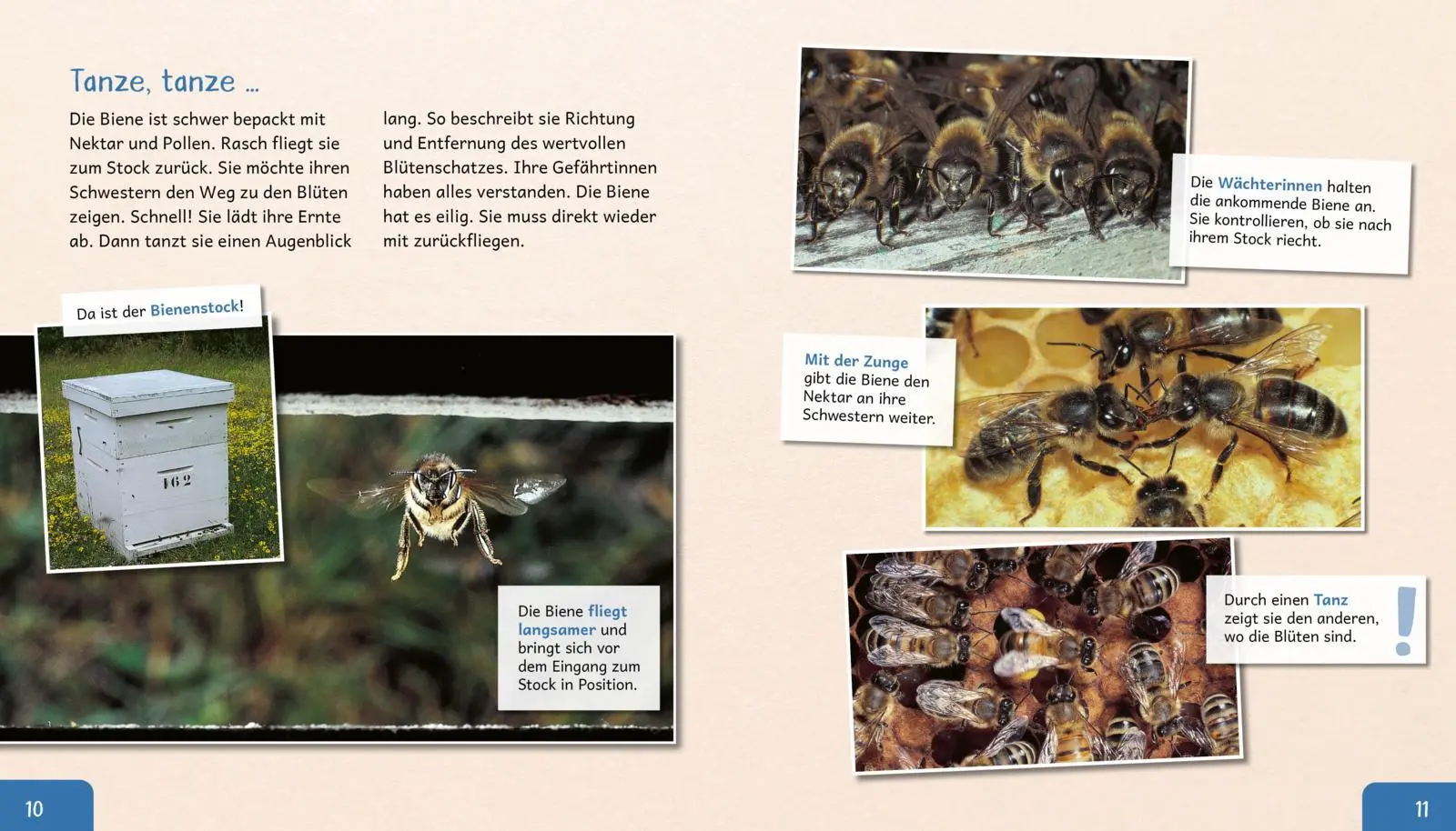 Bild: 9783480236190 | Meine große Tierbibliothek: Die Biene | Paul Starosta | Buch | 32 S.