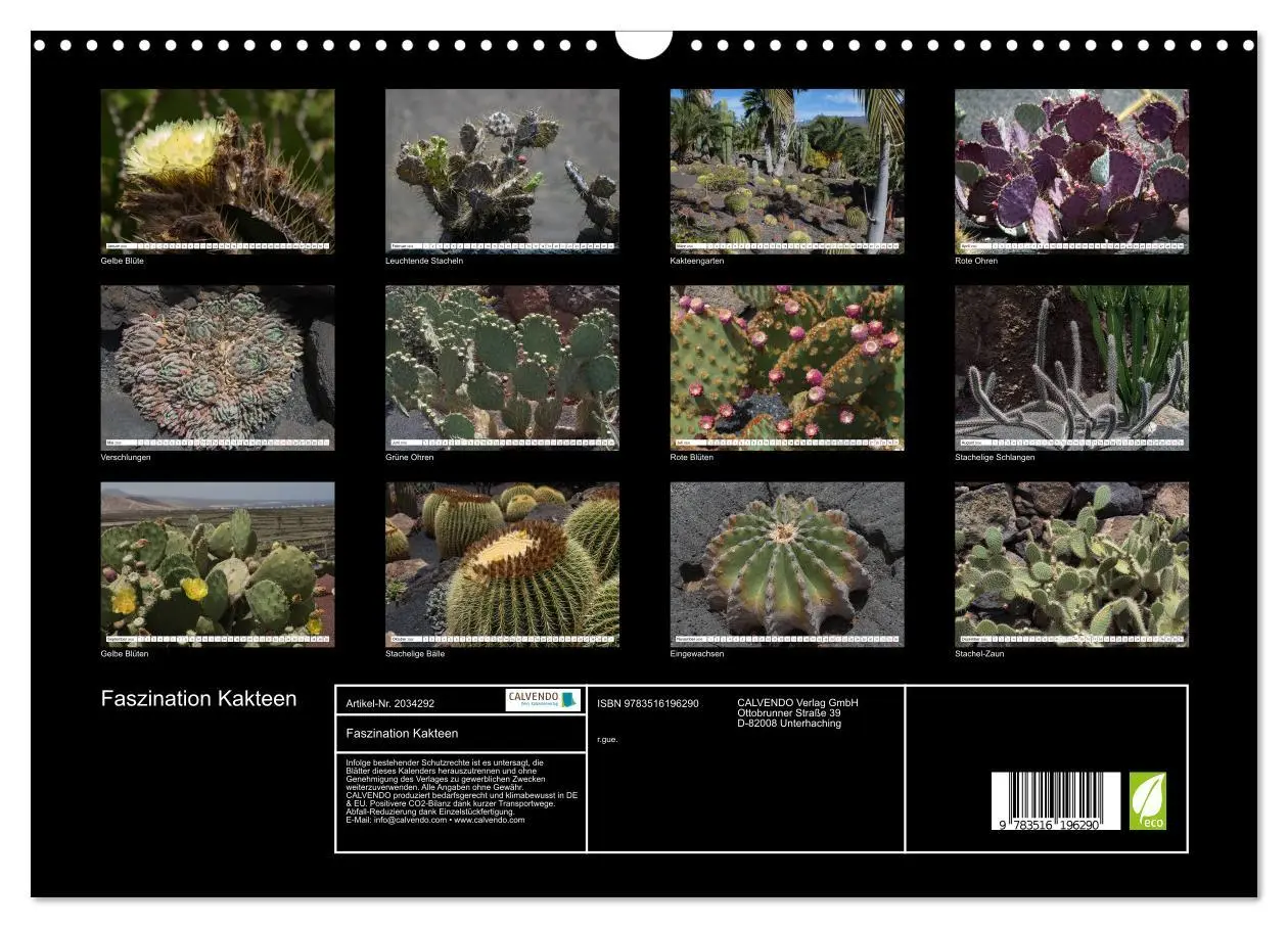 Bild: 9783516196290 | Faszination Kakteen (Wandkalender 2026 DIN A3 quer), CALVENDO...