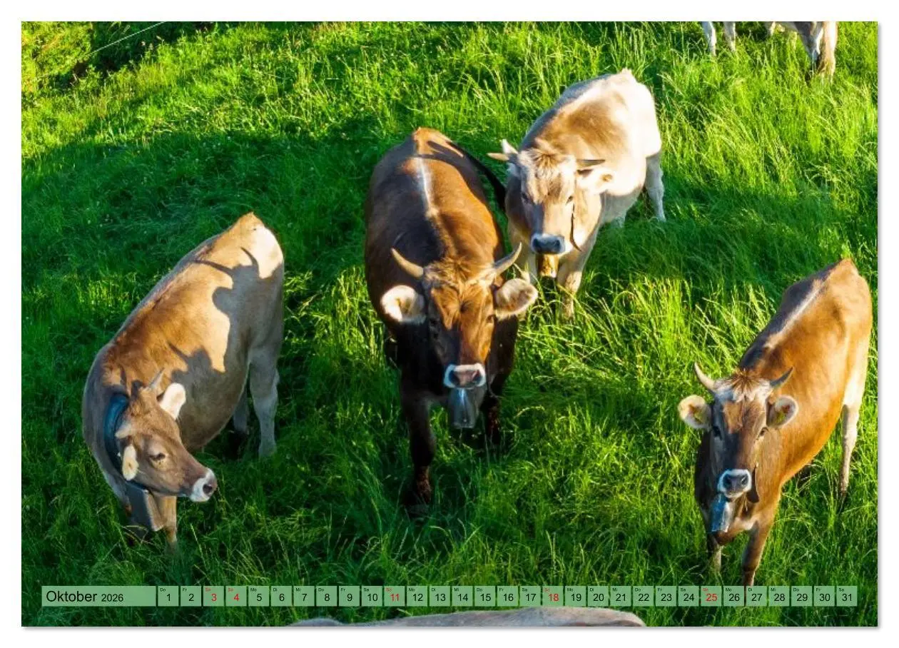 Bild: 9783516626490 | Voll kuhl - der Kuhkalender mit Kühen aus dem Allgäu (Wandkalender...