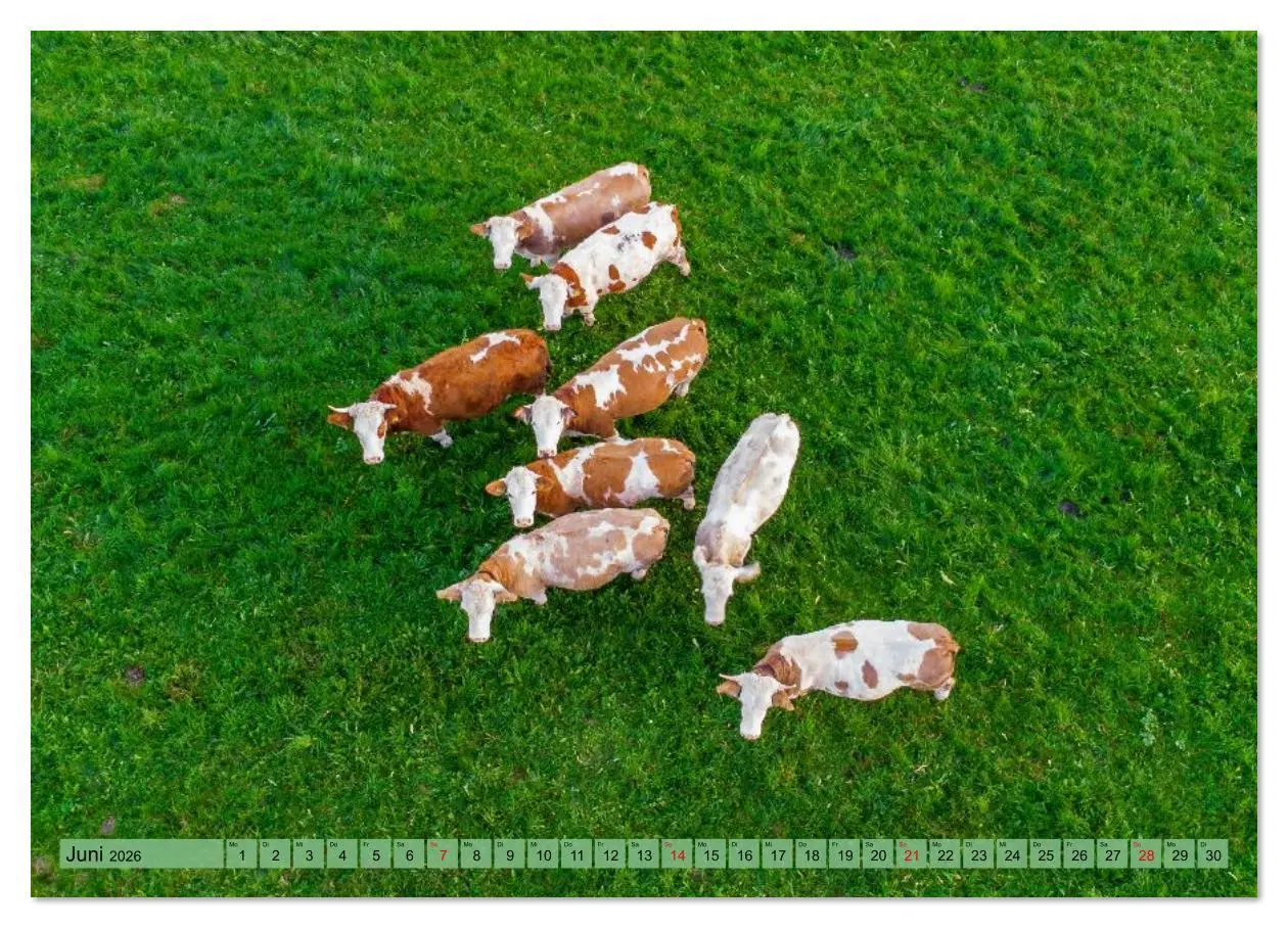 Bild: 9783516626490 | Voll kuhl - der Kuhkalender mit Kühen aus dem Allgäu (Wandkalender...