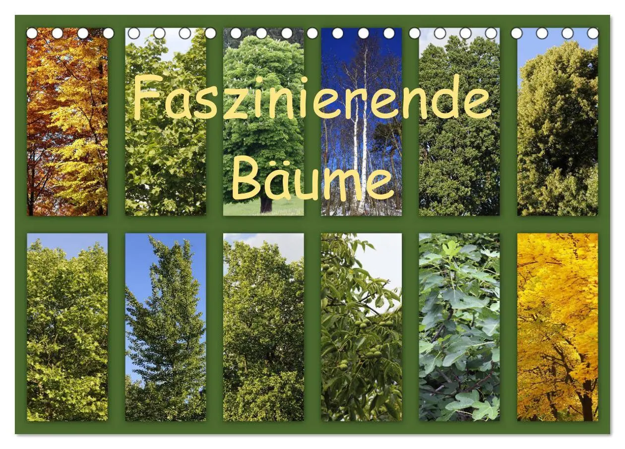Cover: 9783457906590 | Faszinierende Bäume (Tischkalender 2026 DIN A5 quer), CALVENDO...