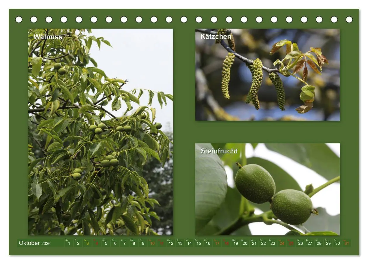 Bild: 9783457906590 | Faszinierende Bäume (Tischkalender 2026 DIN A5 quer), CALVENDO...