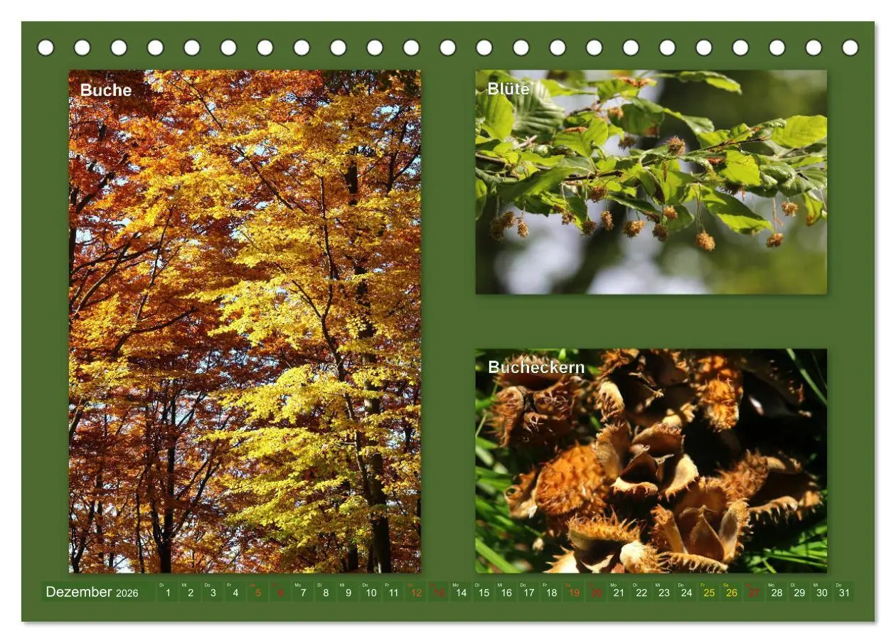 Bild: 9783457906590 | Faszinierende Bäume (Tischkalender 2026 DIN A5 quer), CALVENDO...