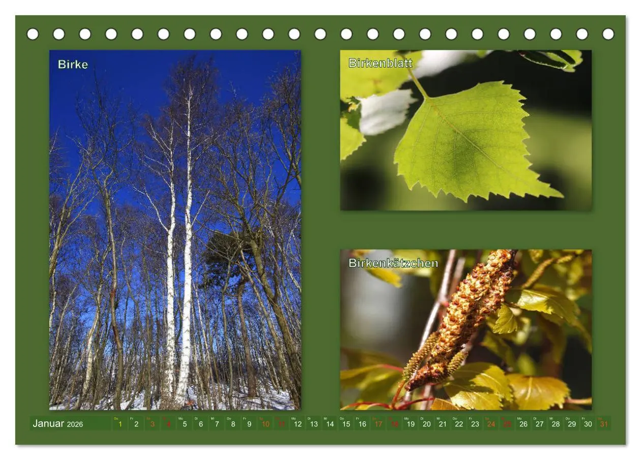 Bild: 9783457906590 | Faszinierende Bäume (Tischkalender 2026 DIN A5 quer), CALVENDO...