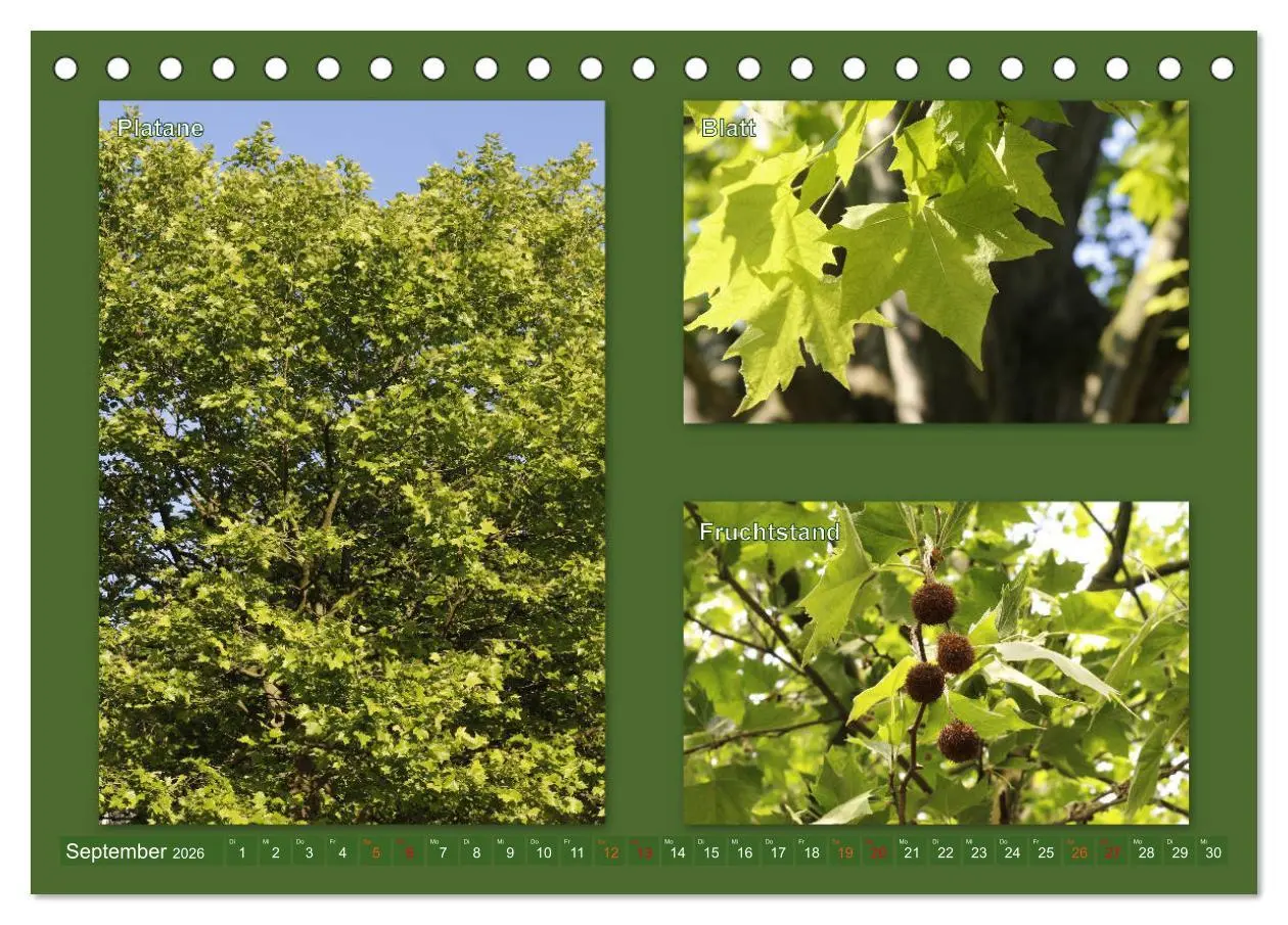 Bild: 9783457906590 | Faszinierende Bäume (Tischkalender 2026 DIN A5 quer), CALVENDO...