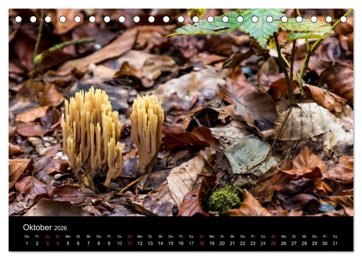 Bild: 9783516086690 | Meine Heimat Westerwald (Tischkalender 2026 DIN A5 quer), CALVENDO...