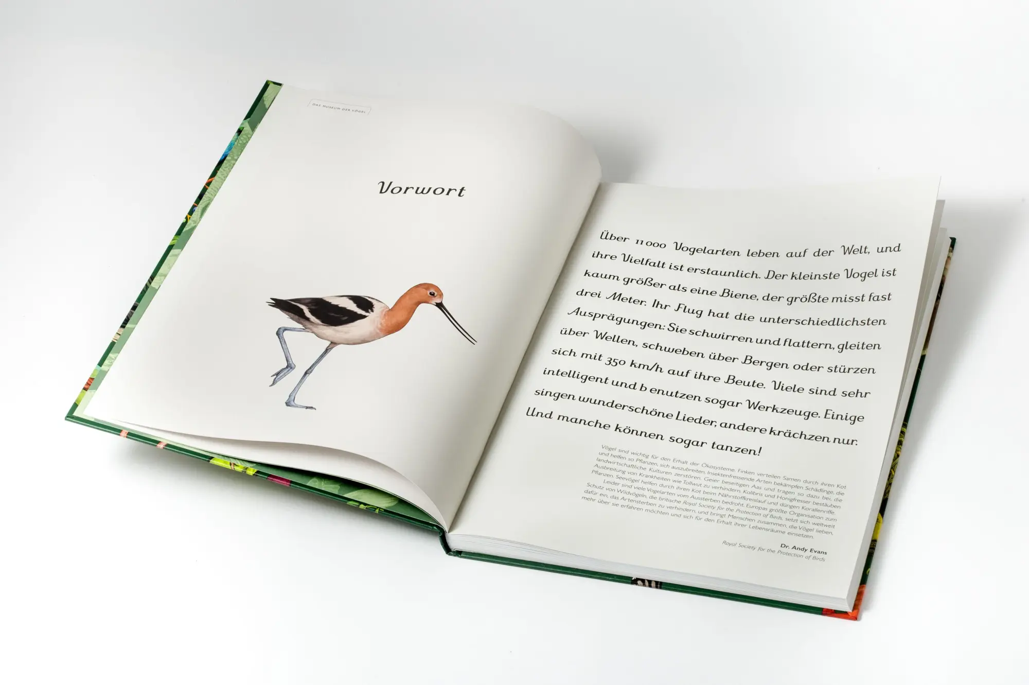 Bild: 9783791376790 | Das Museum der Vögel | Dominic Couzens (u. a.) | Buch | 112 S. | 2026