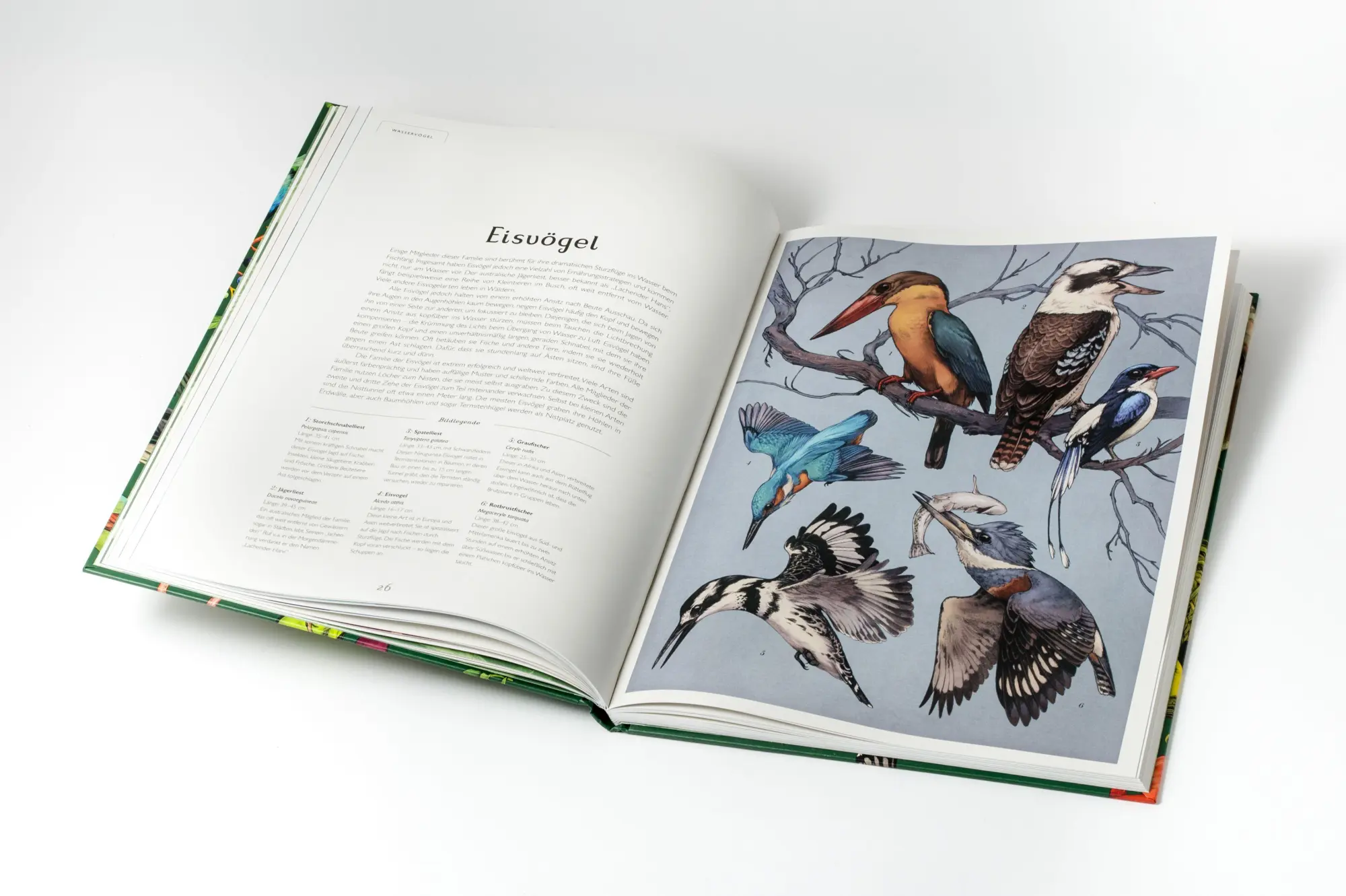 Bild: 9783791376790 | Das Museum der Vögel | Dominic Couzens (u. a.) | Buch | 112 S. | 2026