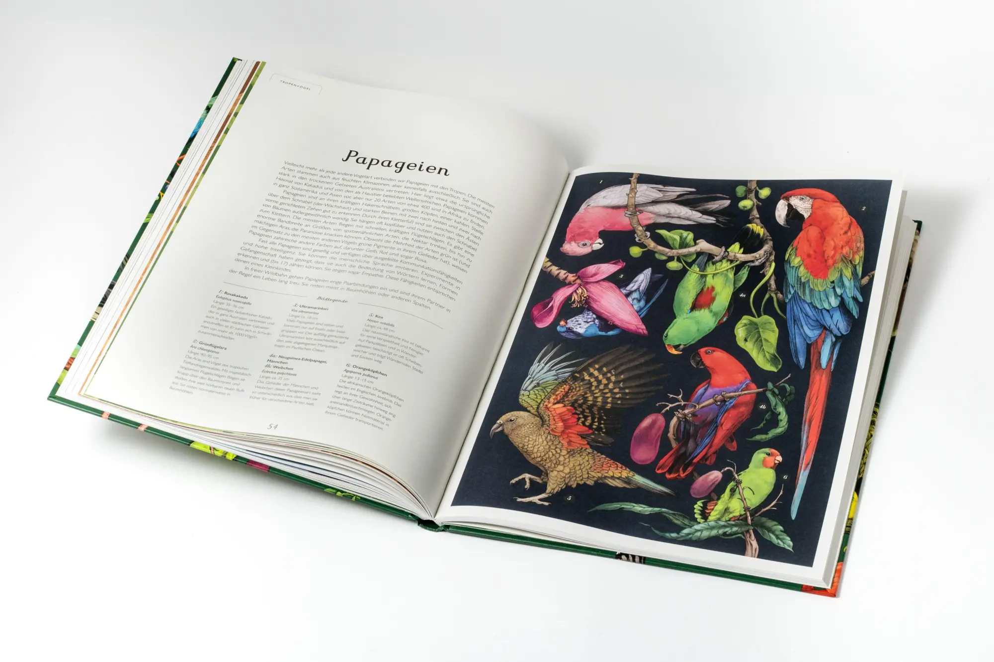 Bild: 9783791376790 | Das Museum der Vögel | Dominic Couzens (u. a.) | Buch | 112 S. | 2026