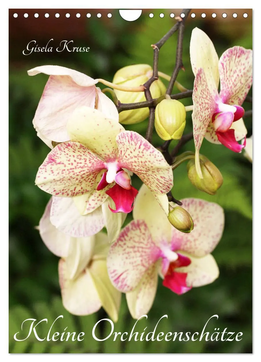 Cover: 9783516376890 | Kleine Orchideenschätze (Wandkalender 2026 DIN A4 hoch), CALVENDO...