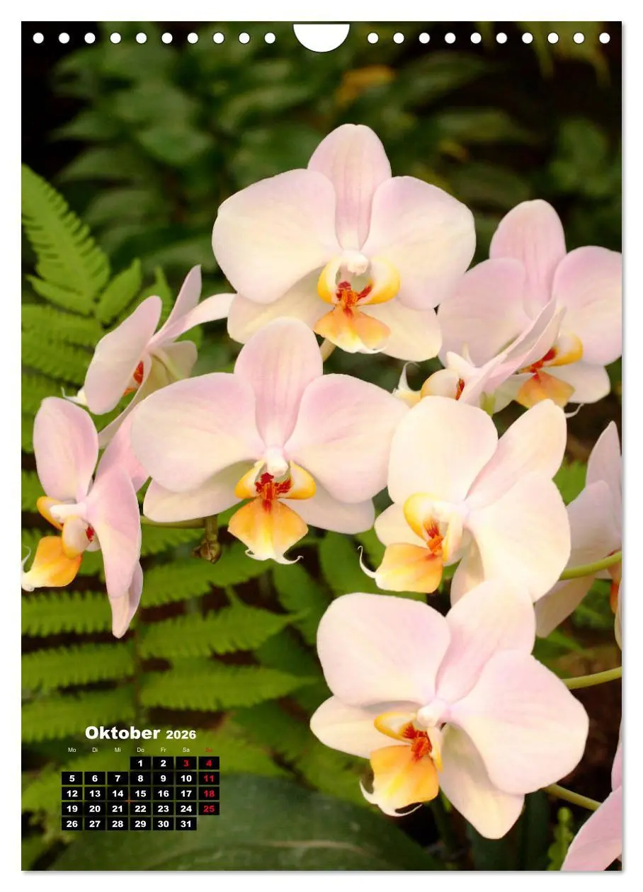 Bild: 9783516376890 | Kleine Orchideenschätze (Wandkalender 2026 DIN A4 hoch), CALVENDO...