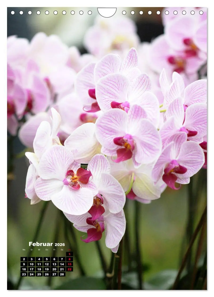 Bild: 9783516376890 | Kleine Orchideenschätze (Wandkalender 2026 DIN A4 hoch), CALVENDO...