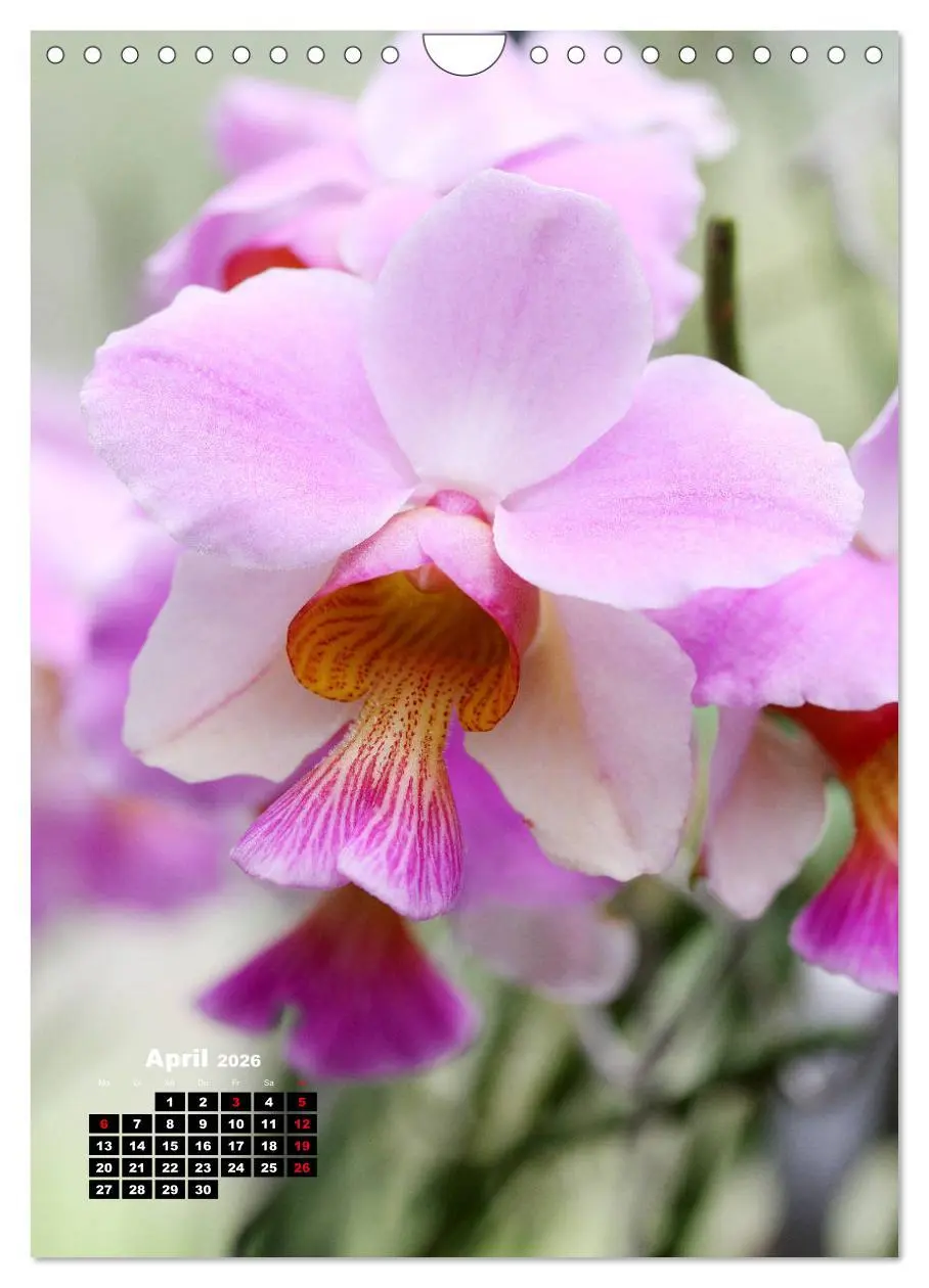 Bild: 9783516376890 | Kleine Orchideenschätze (Wandkalender 2026 DIN A4 hoch), CALVENDO...