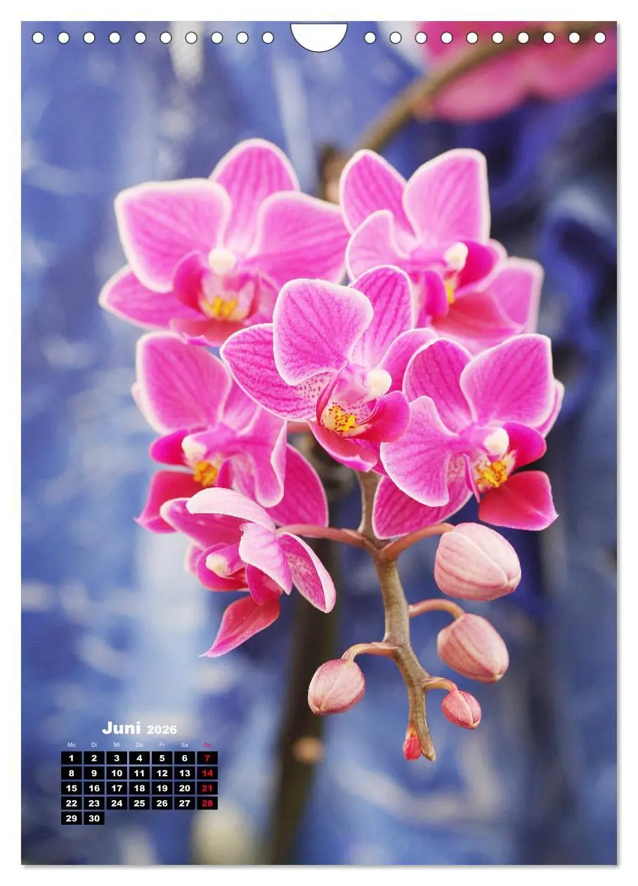 Bild: 9783516376890 | Kleine Orchideenschätze (Wandkalender 2026 DIN A4 hoch), CALVENDO...
