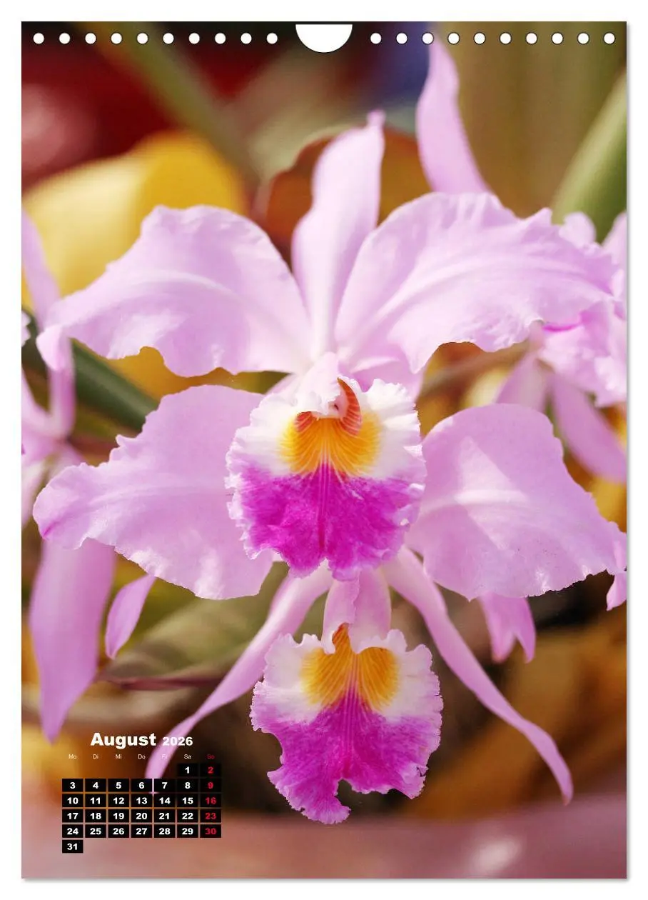 Bild: 9783516376890 | Kleine Orchideenschätze (Wandkalender 2026 DIN A4 hoch), CALVENDO...
