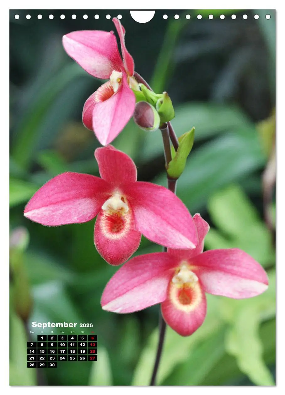 Bild: 9783516376890 | Kleine Orchideenschätze (Wandkalender 2026 DIN A4 hoch), CALVENDO...