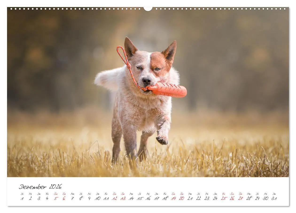 Bild: 9783457586990 | Hunde - Unsere Lieblingsnasen (Wandkalender 2026 DIN A2 quer),...