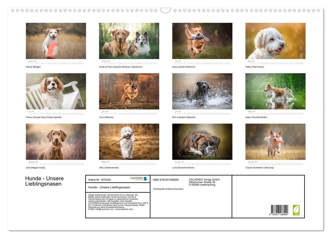 Bild: 9783457586990 | Hunde - Unsere Lieblingsnasen (Wandkalender 2026 DIN A2 quer),...