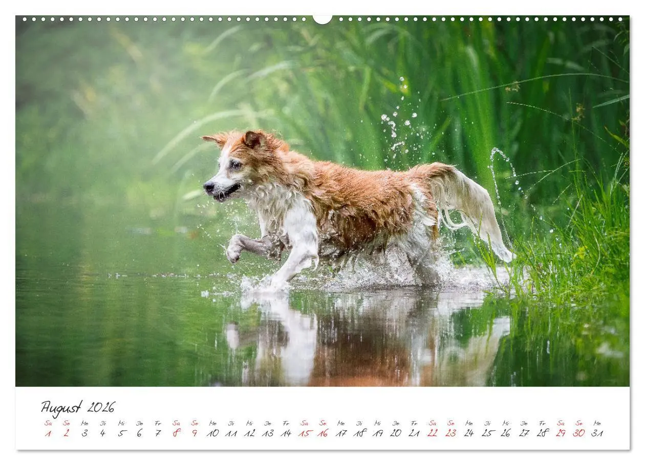Bild: 9783457586990 | Hunde - Unsere Lieblingsnasen (Wandkalender 2026 DIN A2 quer),...