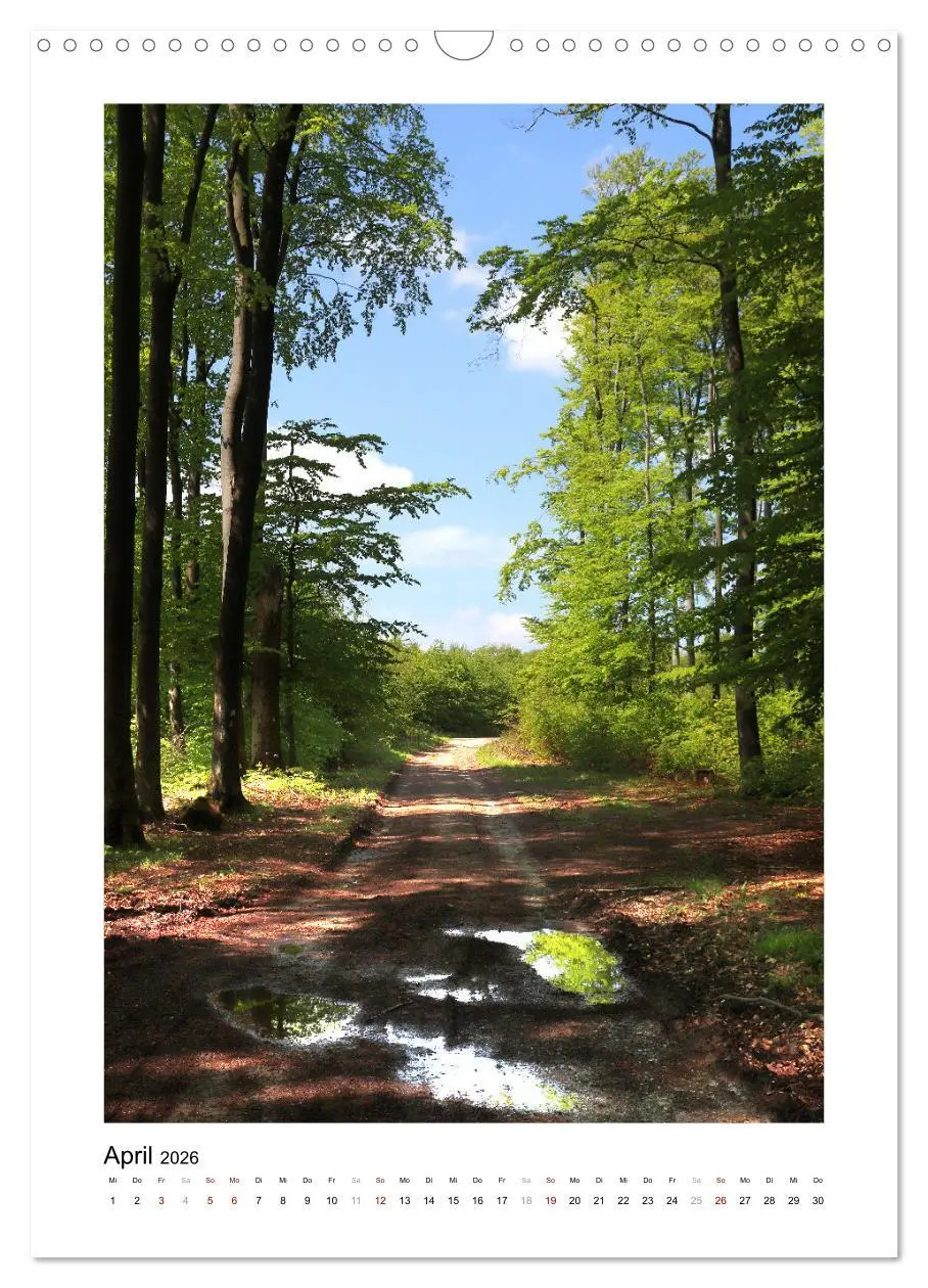 Bild: 9783516366990 | Mein Sehnsuchtsort, der Wald (Wandkalender 2026 DIN A3 hoch),...