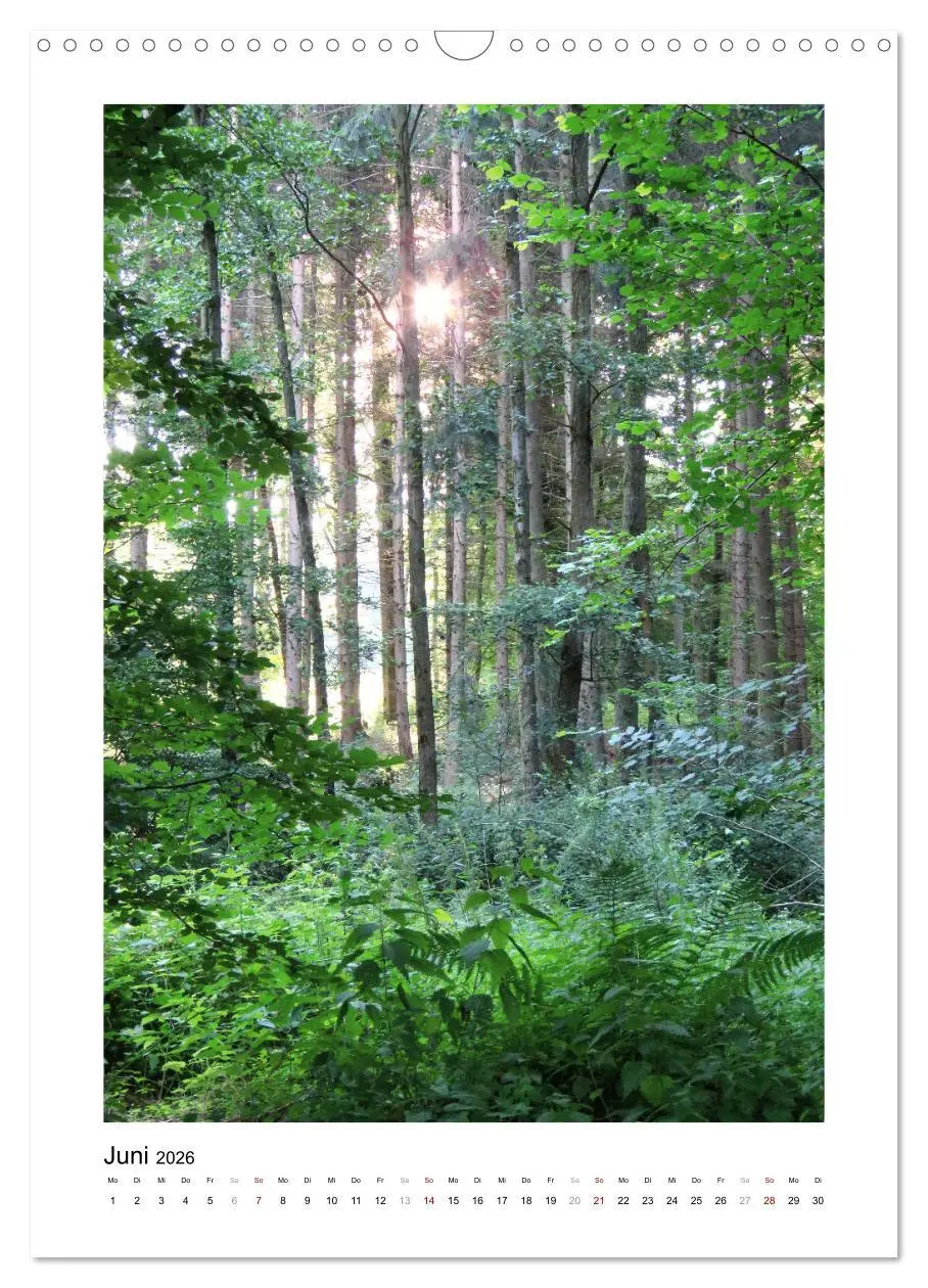 Bild: 9783516366990 | Mein Sehnsuchtsort, der Wald (Wandkalender 2026 DIN A3 hoch),...