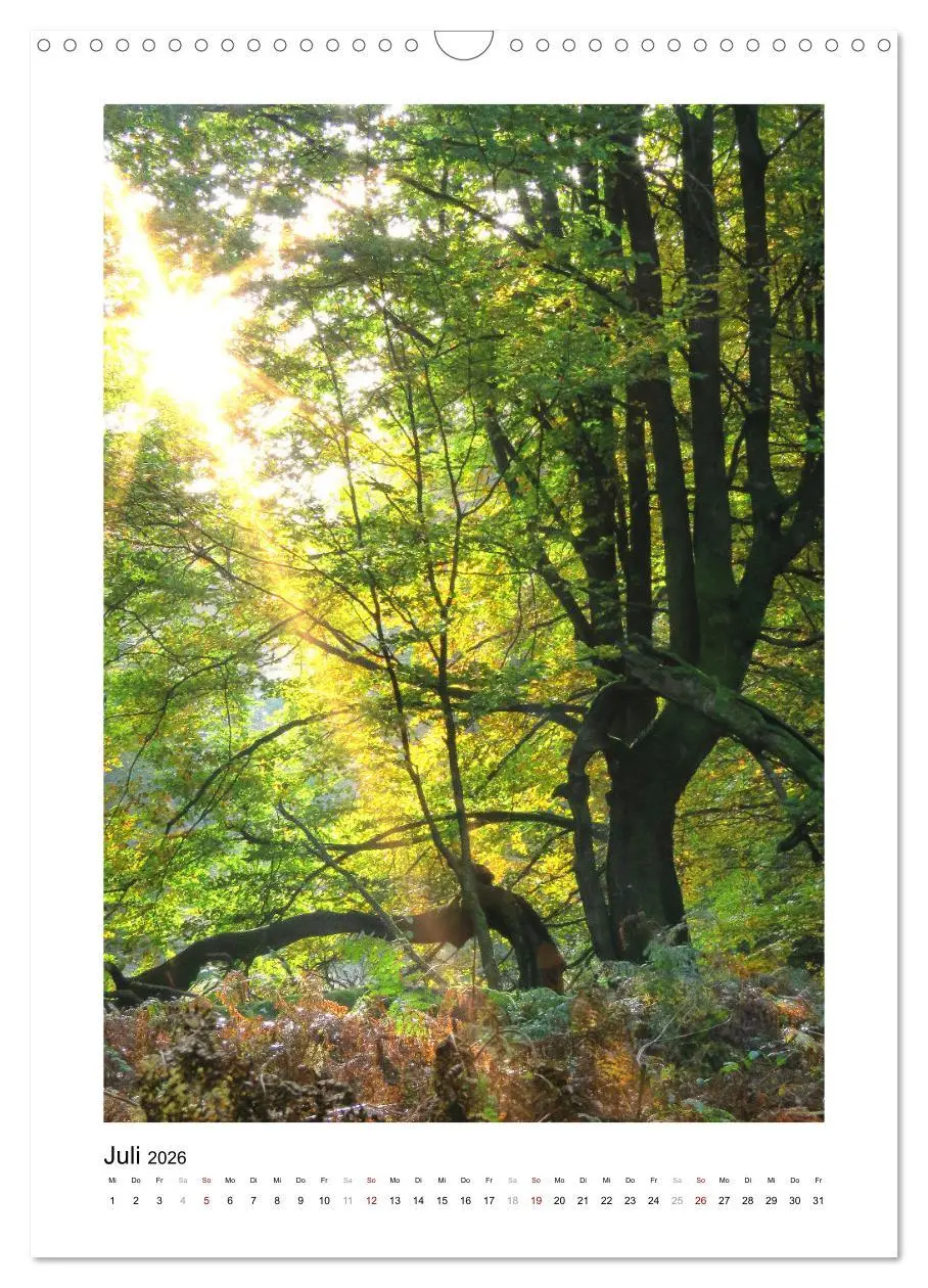 Bild: 9783516366990 | Mein Sehnsuchtsort, der Wald (Wandkalender 2026 DIN A3 hoch),...