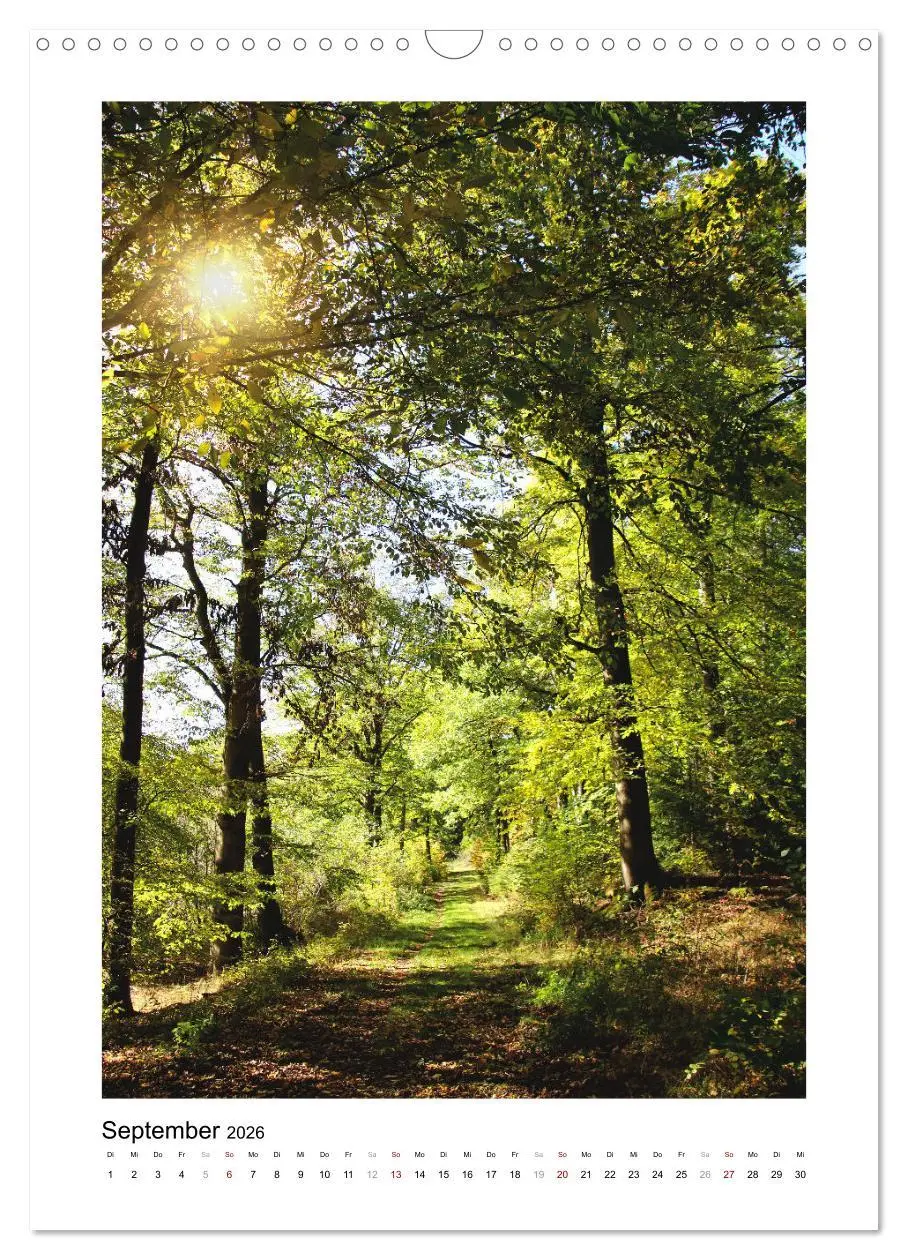Bild: 9783516366990 | Mein Sehnsuchtsort, der Wald (Wandkalender 2026 DIN A3 hoch),...