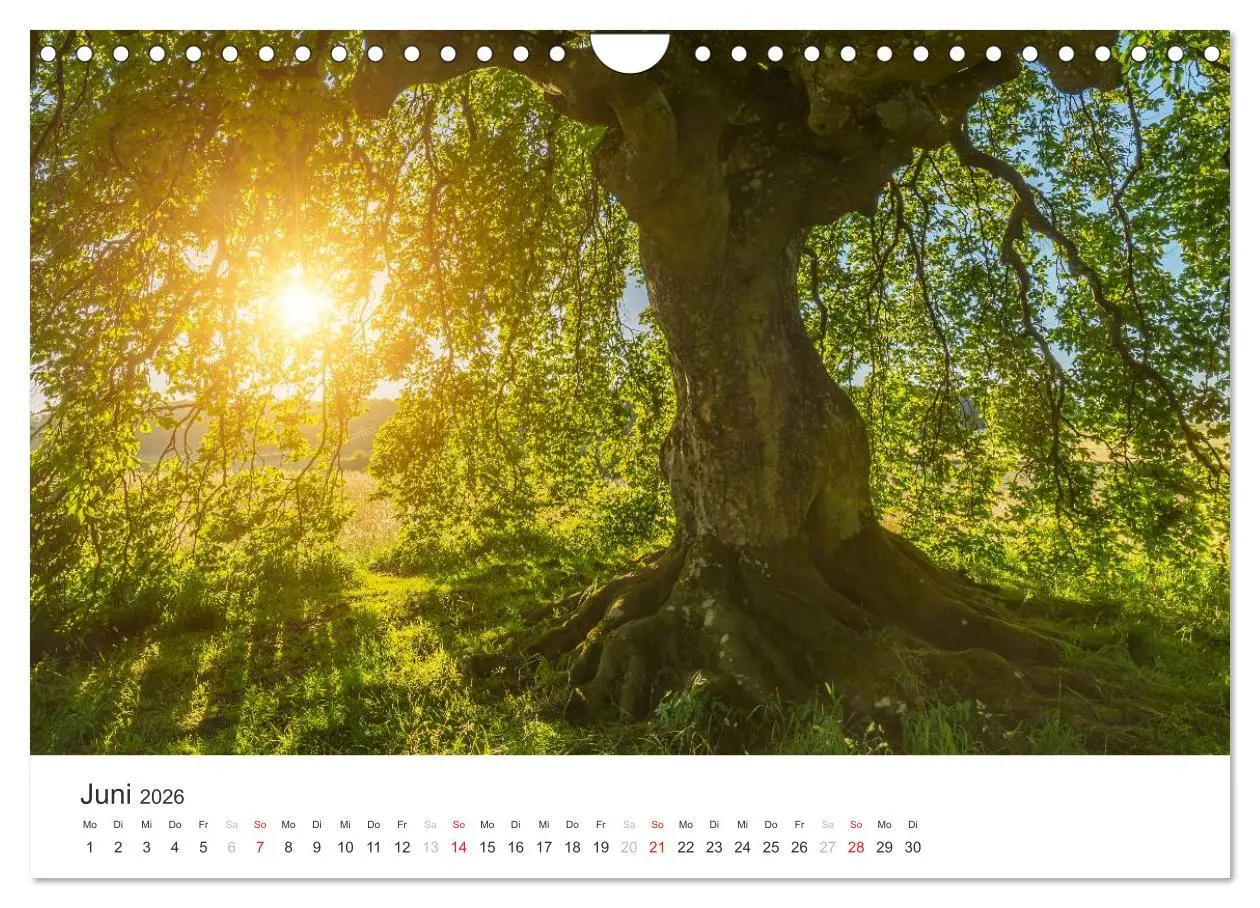 Bild: 9783516017090 | Blicke in die Eifel (Wandkalender 2026 DIN A4 quer), CALVENDO...