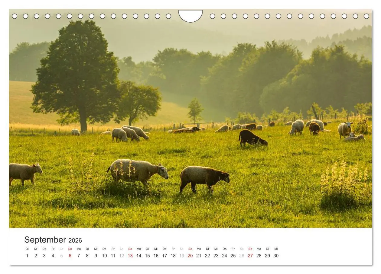Bild: 9783516017090 | Blicke in die Eifel (Wandkalender 2026 DIN A4 quer), CALVENDO...