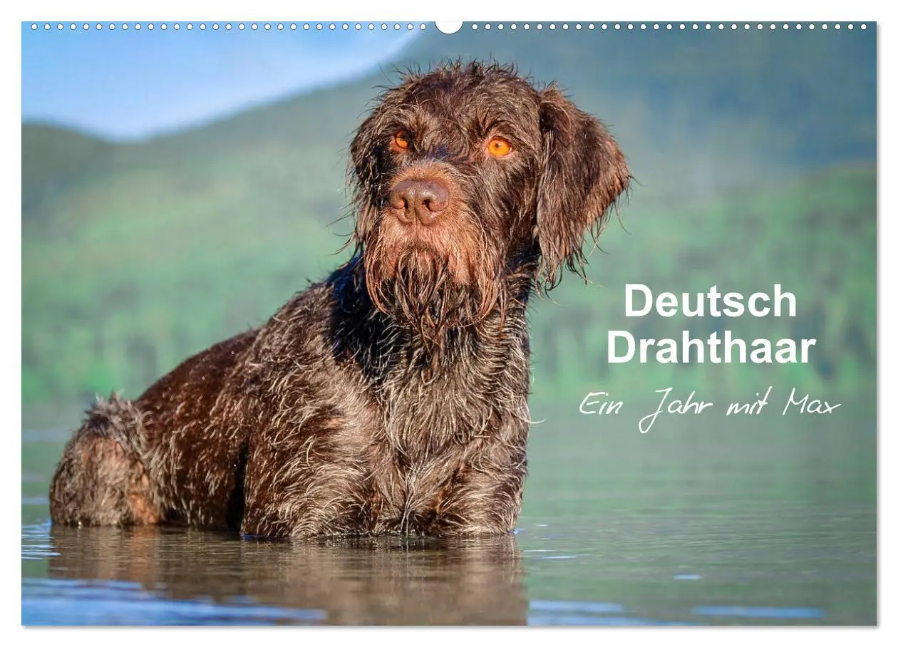 Cover: 9783457777190 | Deutsch Drahthaar - Ein Jahr mit Max (Wandkalender 2026 DIN A2...