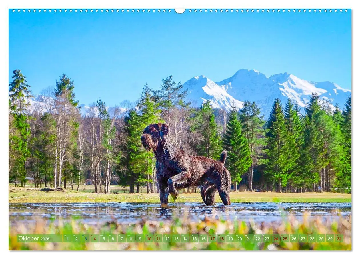 Bild: 9783457777190 | Deutsch Drahthaar - Ein Jahr mit Max (Wandkalender 2026 DIN A2...