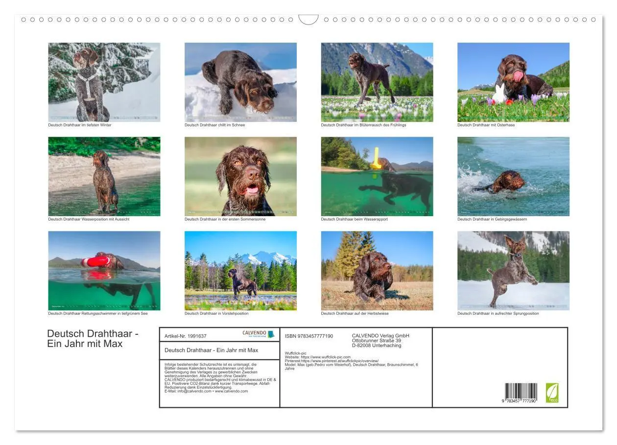 Bild: 9783457777190 | Deutsch Drahthaar - Ein Jahr mit Max (Wandkalender 2026 DIN A2...