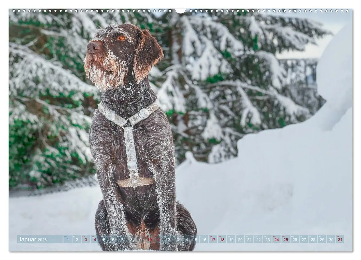 Bild: 9783457777190 | Deutsch Drahthaar - Ein Jahr mit Max (Wandkalender 2026 DIN A2...