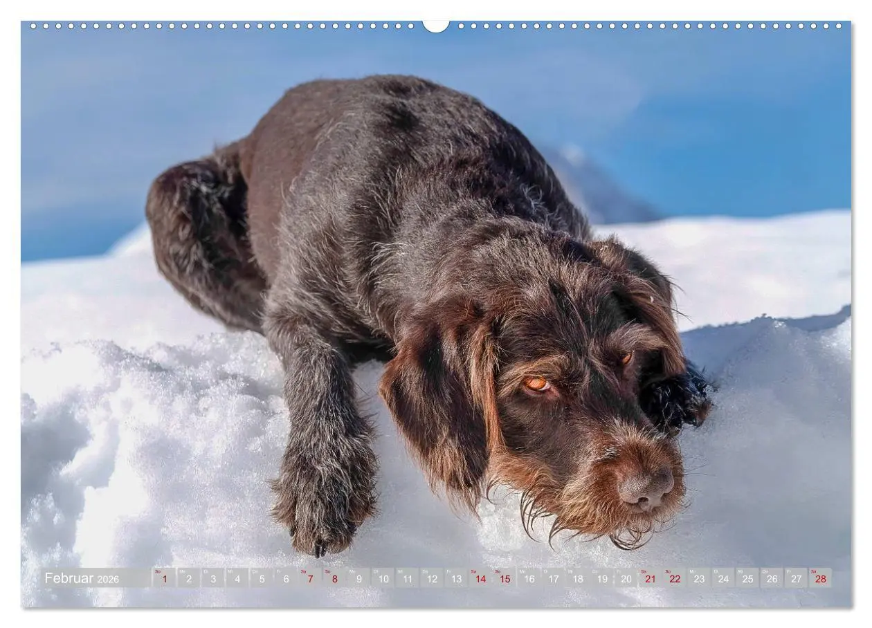 Bild: 9783457777190 | Deutsch Drahthaar - Ein Jahr mit Max (Wandkalender 2026 DIN A2...