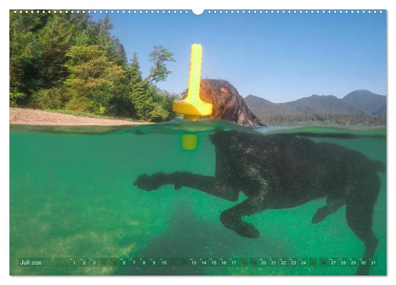 Bild: 9783457777190 | Deutsch Drahthaar - Ein Jahr mit Max (Wandkalender 2026 DIN A2...