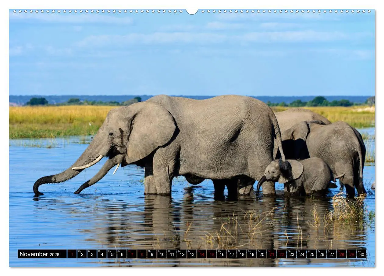Bild: 9783457907290 | Faszination Botswana (Wandkalender 2026 DIN A2 quer), CALVENDO...