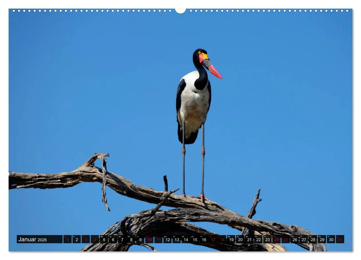 Bild: 9783457907290 | Faszination Botswana (Wandkalender 2026 DIN A2 quer), CALVENDO...