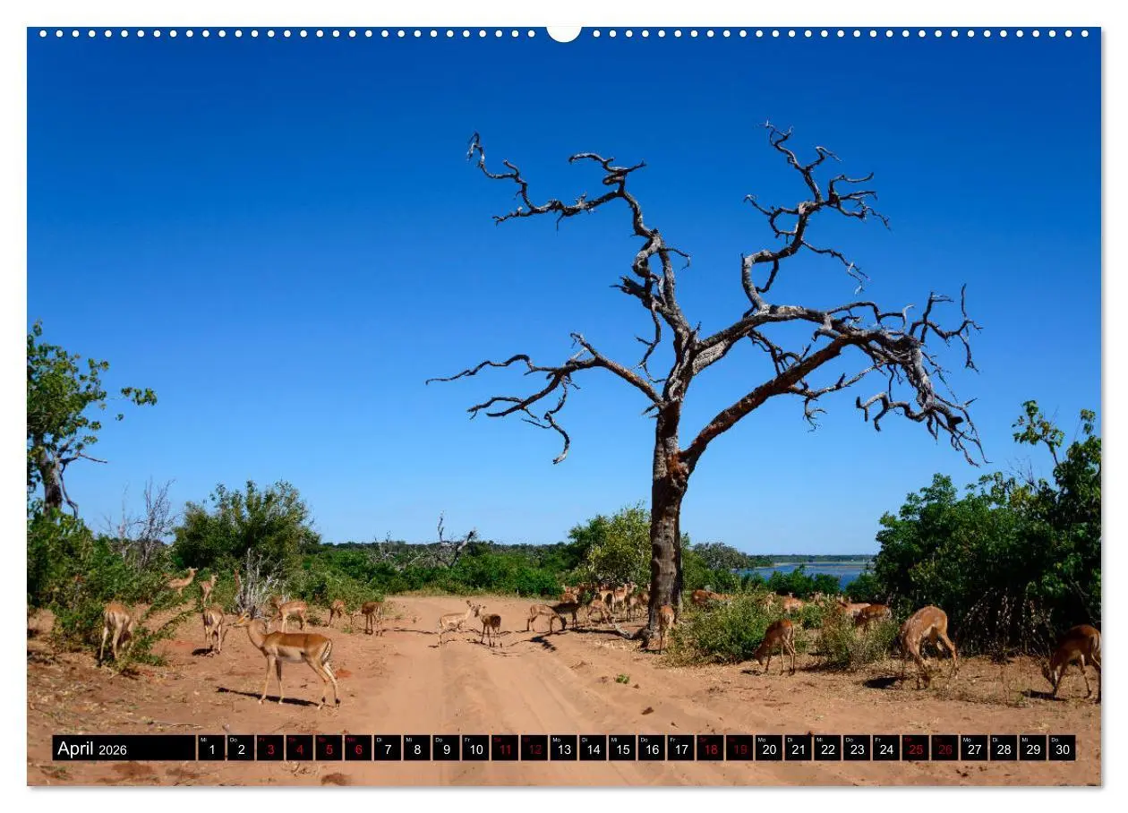 Bild: 9783457907290 | Faszination Botswana (Wandkalender 2026 DIN A2 quer), CALVENDO...