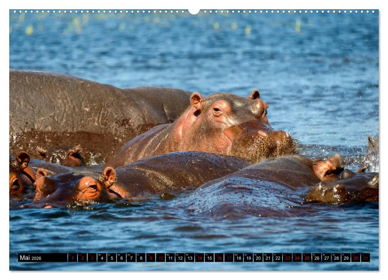 Bild: 9783457907290 | Faszination Botswana (Wandkalender 2026 DIN A2 quer), CALVENDO...