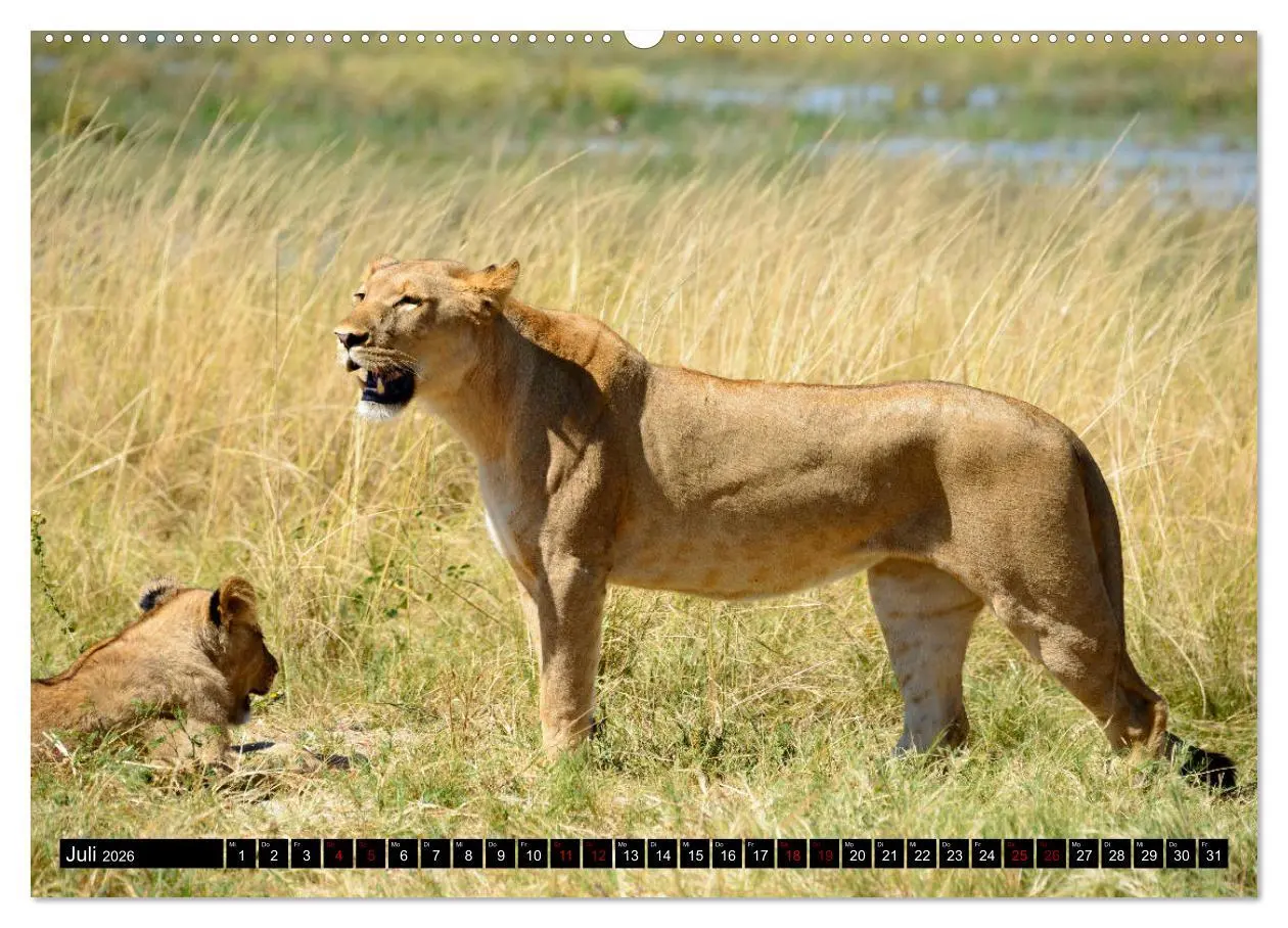 Bild: 9783457907290 | Faszination Botswana (Wandkalender 2026 DIN A2 quer), CALVENDO...