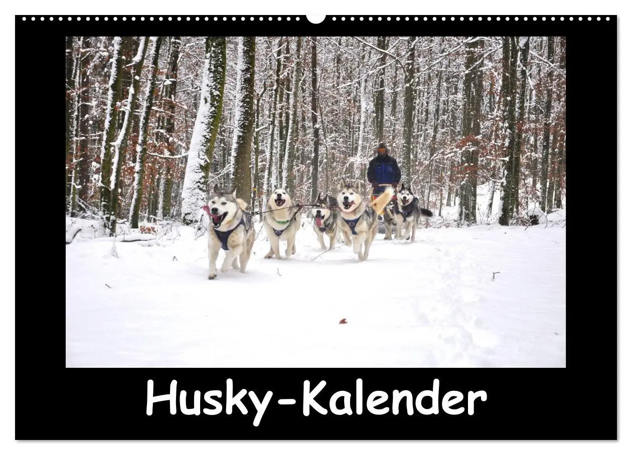 Cover: 9783516227390 | Husky-Kalender (Wandkalender 2026 DIN A2 quer), CALVENDO...