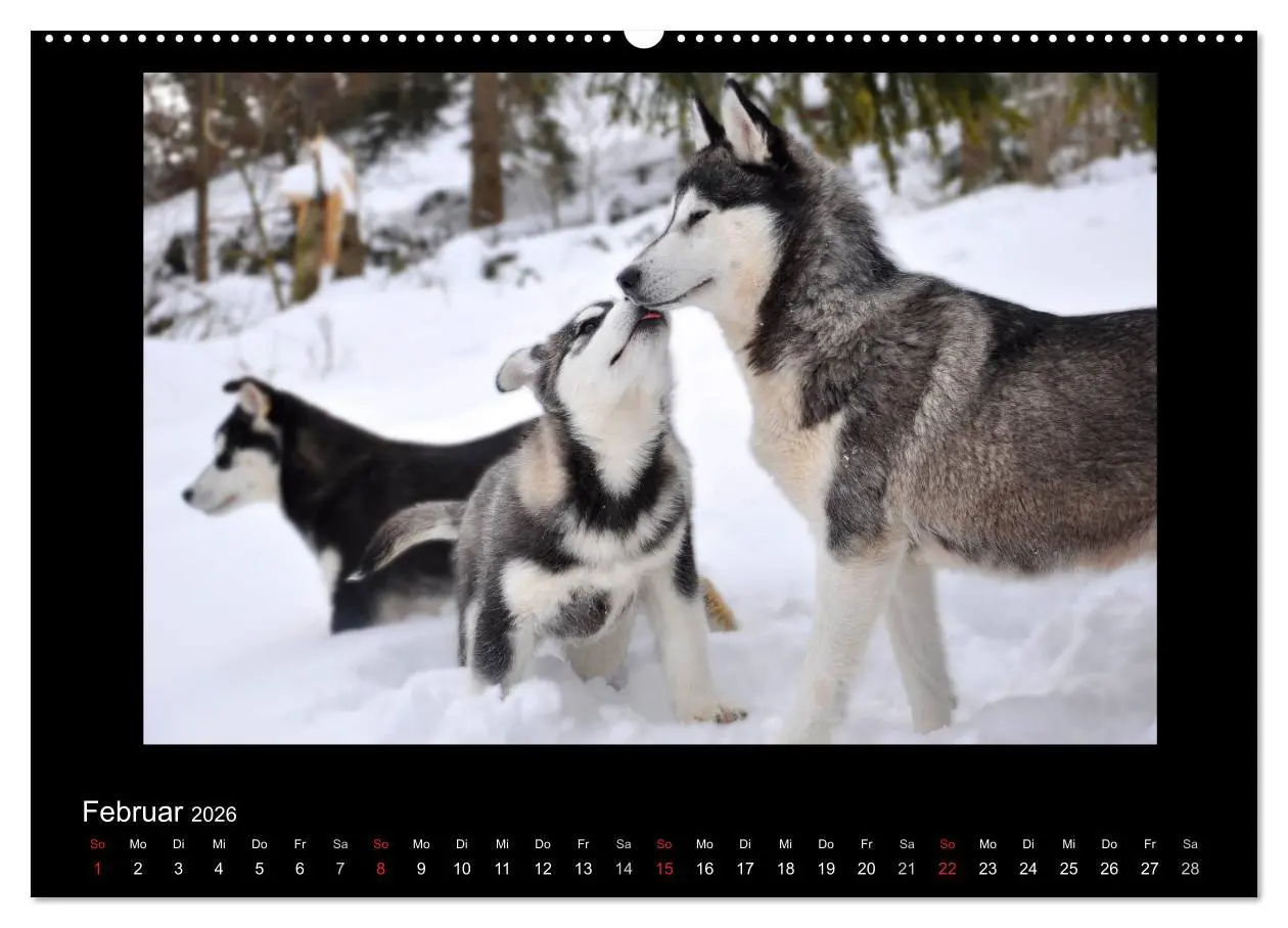 Bild: 9783516227390 | Husky-Kalender (Wandkalender 2026 DIN A2 quer), CALVENDO...
