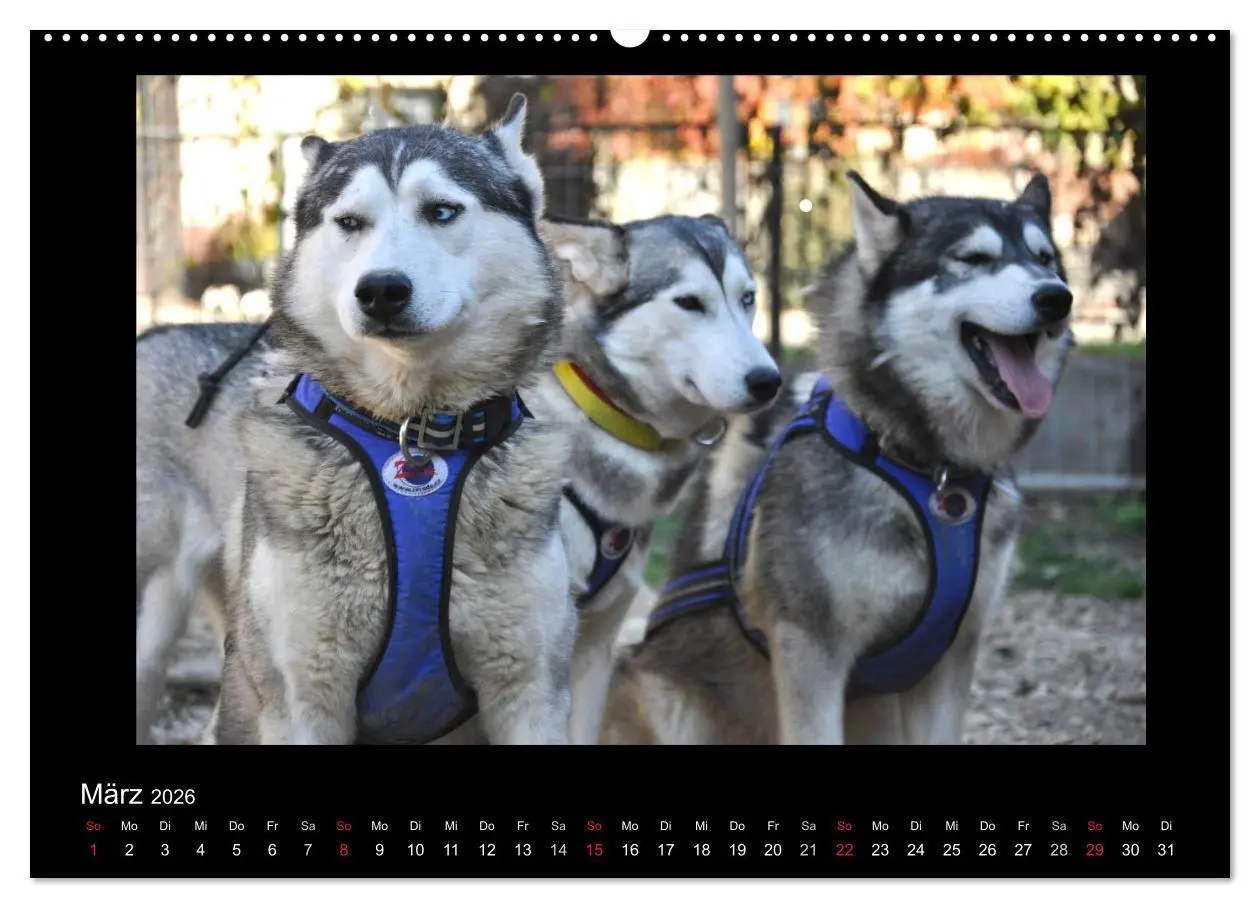 Bild: 9783516227390 | Husky-Kalender (Wandkalender 2026 DIN A2 quer), CALVENDO...