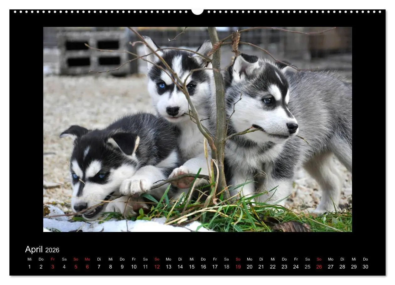 Bild: 9783516227390 | Husky-Kalender (Wandkalender 2026 DIN A2 quer), CALVENDO...