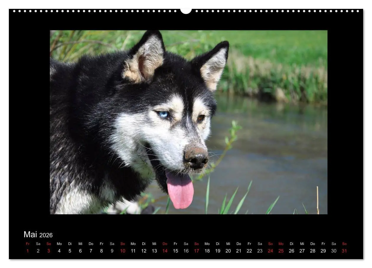 Bild: 9783516227390 | Husky-Kalender (Wandkalender 2026 DIN A2 quer), CALVENDO...