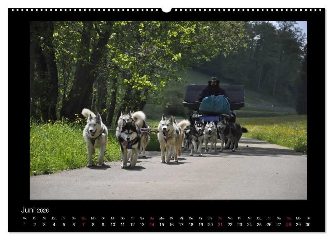 Bild: 9783516227390 | Husky-Kalender (Wandkalender 2026 DIN A2 quer), CALVENDO...