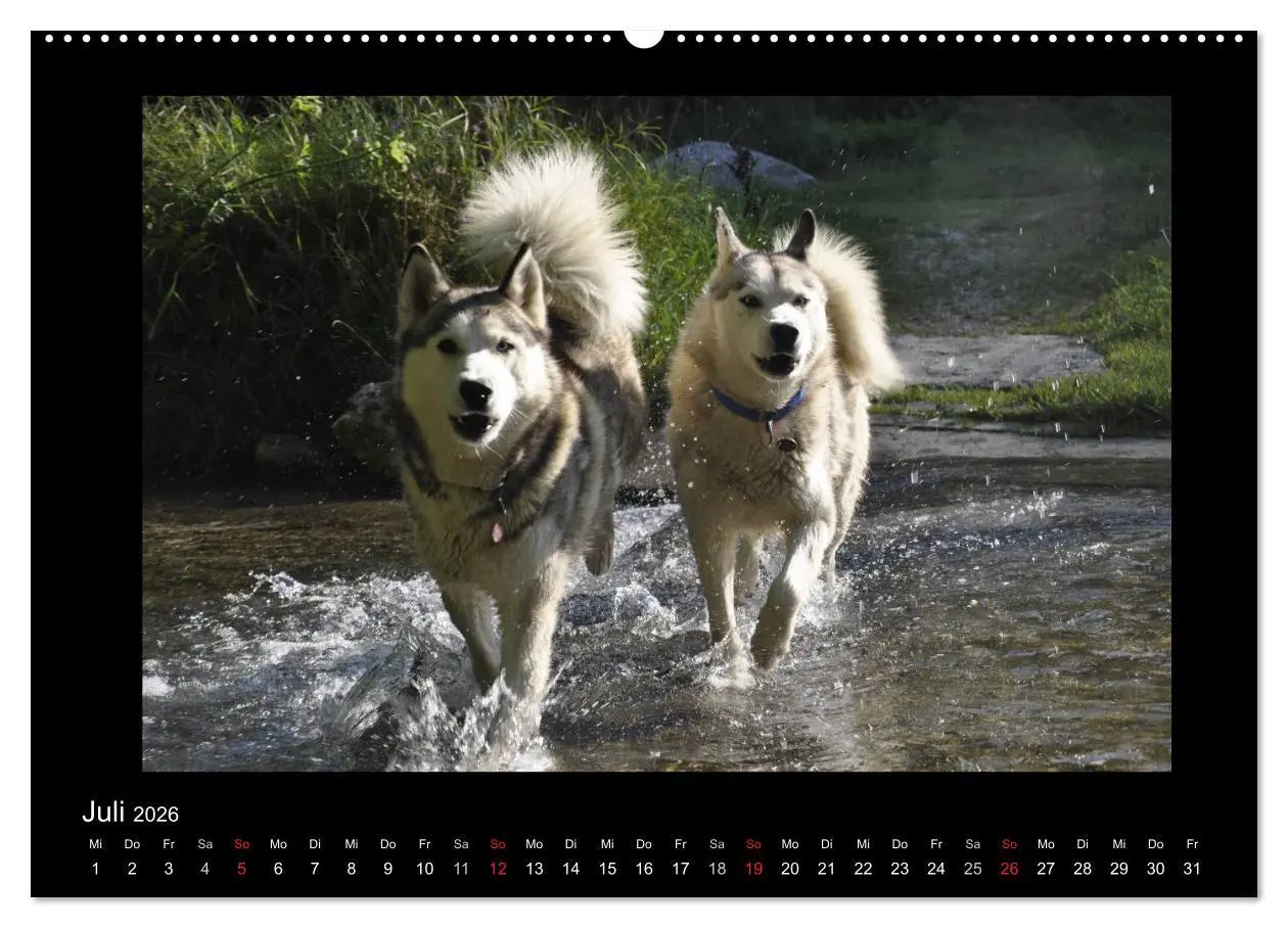 Bild: 9783516227390 | Husky-Kalender (Wandkalender 2026 DIN A2 quer), CALVENDO...